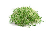 ALFALFA SPROUT 1 kg