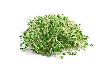 ALFALFA SPROUT 1 kg