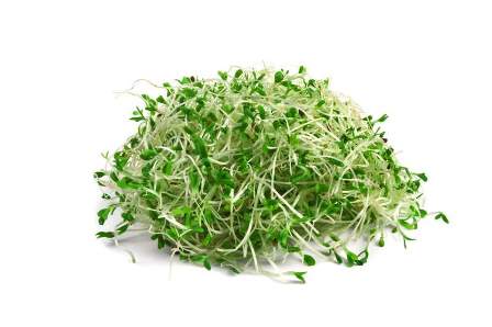 ALFALFA SPROUT 1 kg