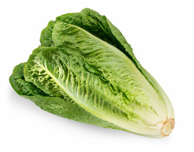 Romaine Lettuce, 1 ct