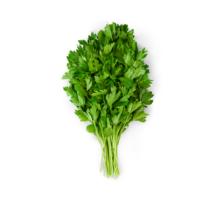 Italian Parsley