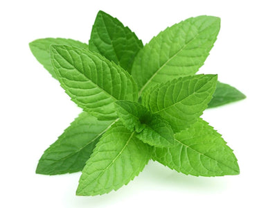 Mint