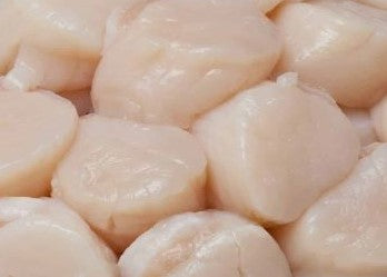 UNOMUNDO Scallops  30/40 454G Frozen