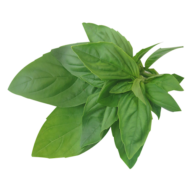 Basil, 1 ct