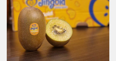 JINGOLD KIWI GOLD 1 LB 6 pkg