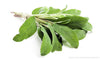 ROOTS Organic Herbs Sage