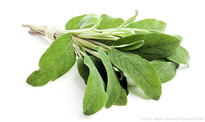 ROOTS Organic Herbs Sage