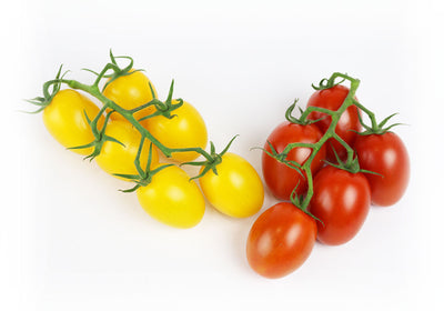 Tomatoes on Vine