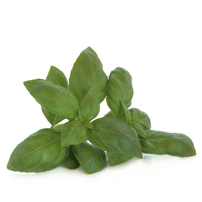 HERBS Basil 28g