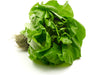 Red Hat Living Butter Lettuce, 1 ct